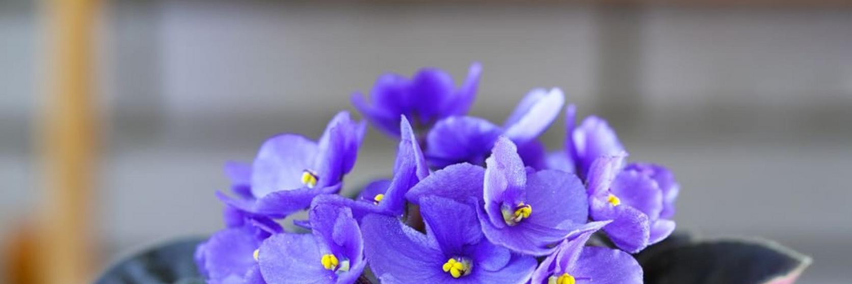 African-violet-purple-flowering-plant