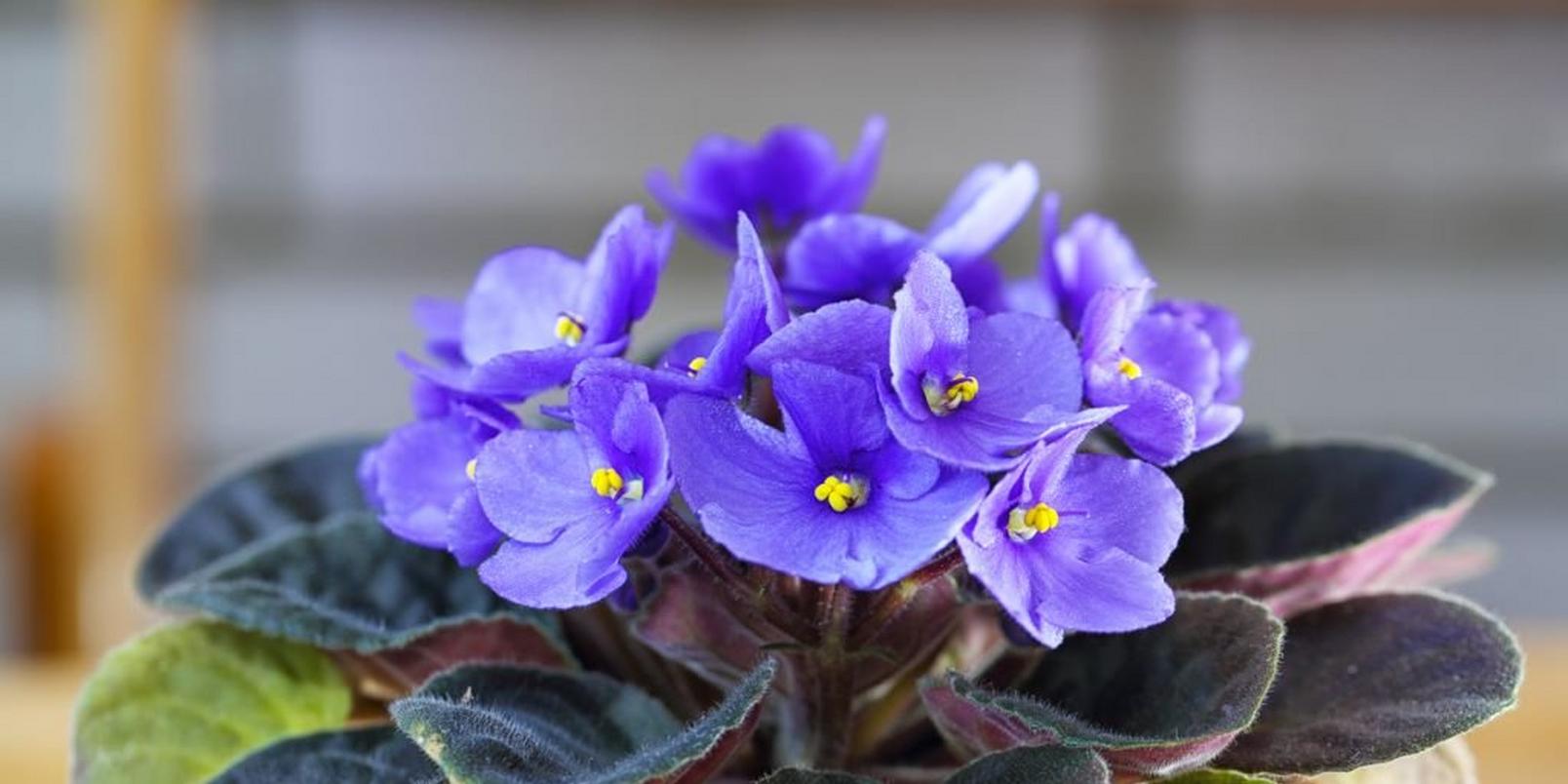 African-violet-purple-flowering-plant