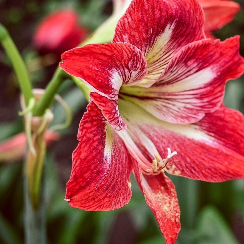 Amaryllis 3