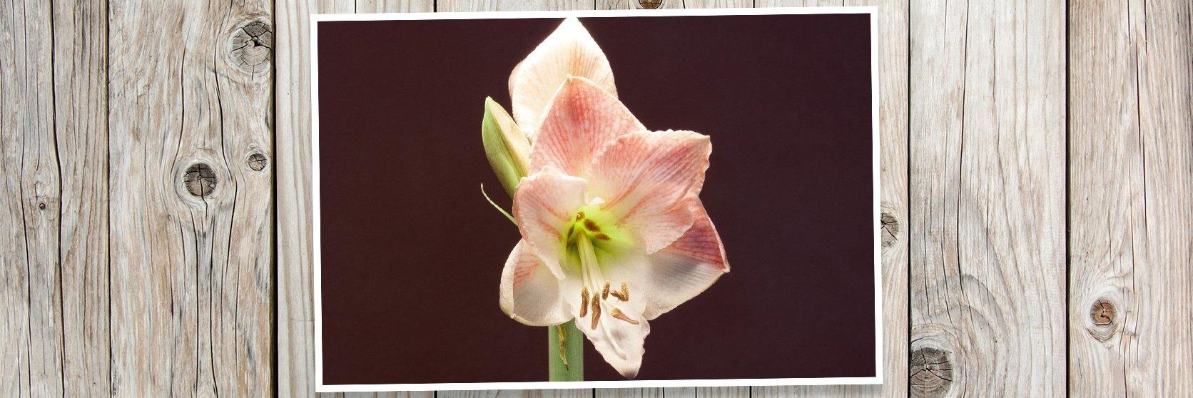 Amaryllis-pink-flowers