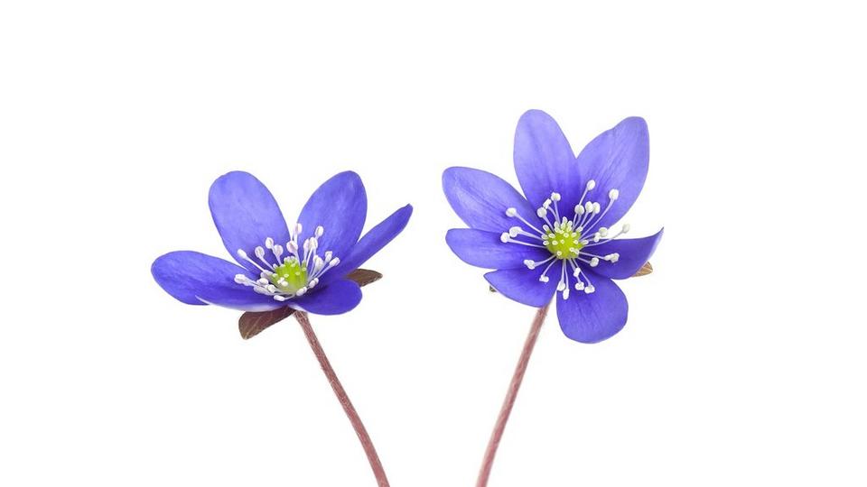 anemone-purple-flowers