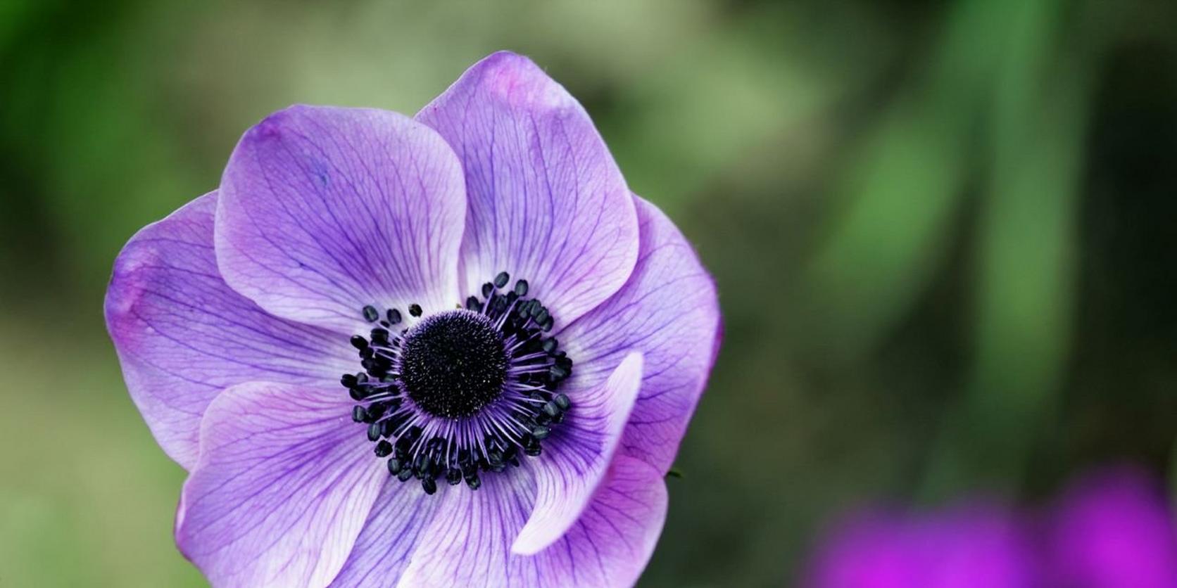 Anemone