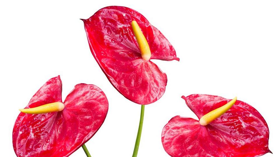 Anthurium-red-flowers