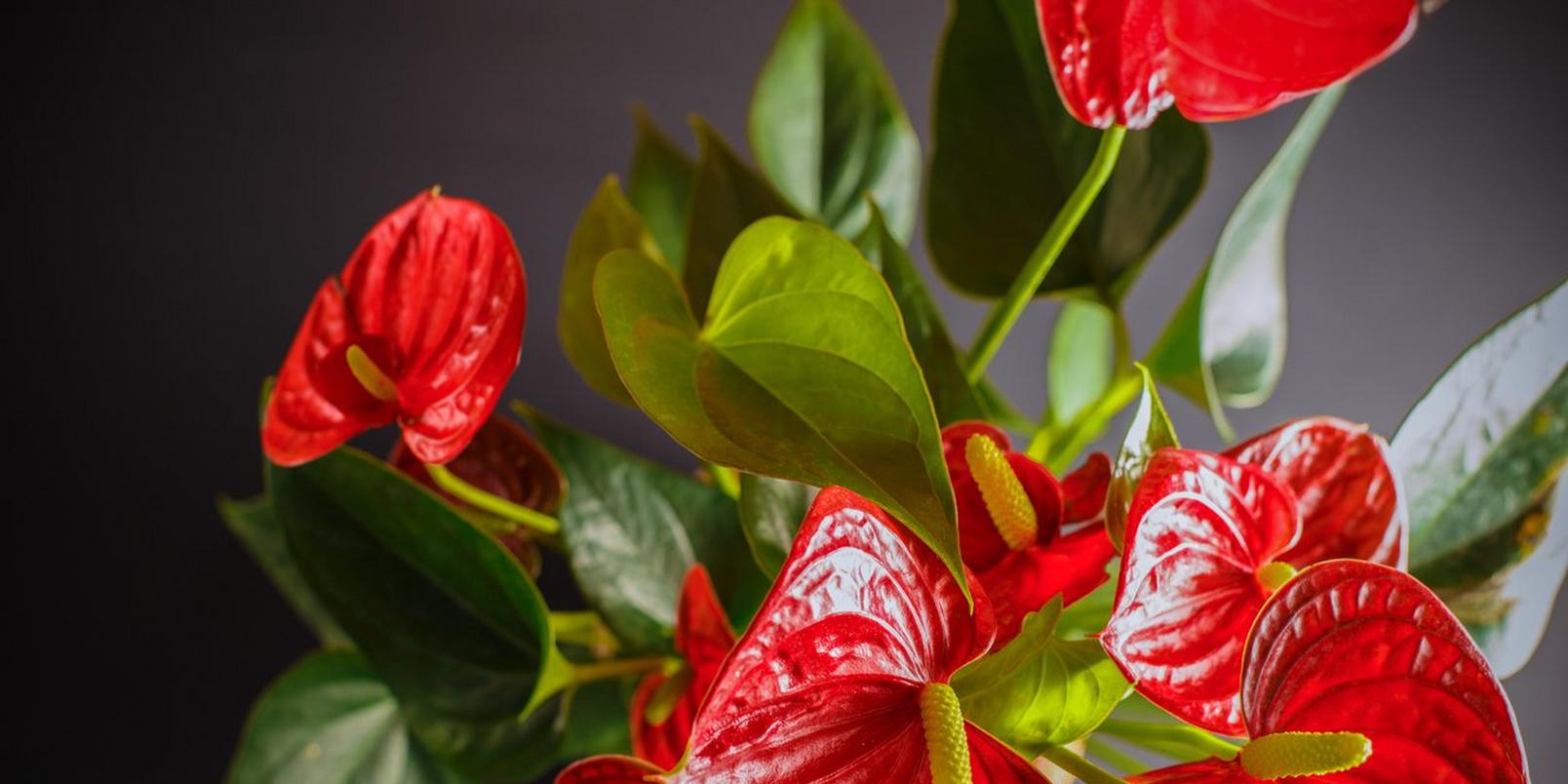 anthurium2