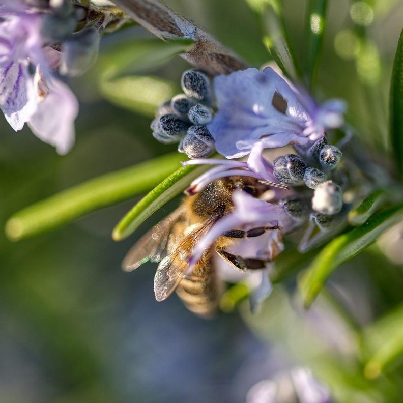 bee-on-rosemary