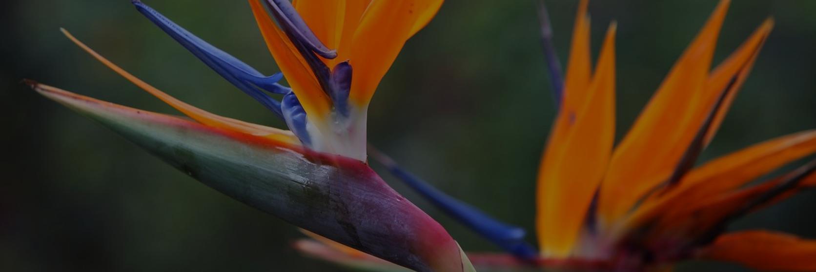 Birds-of-Paradise-1