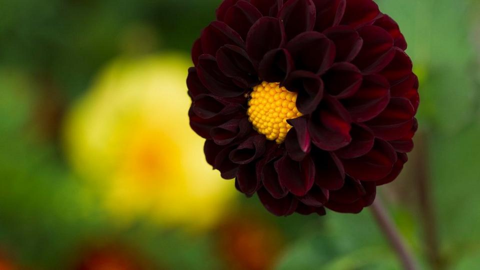 black-dalia-interflora