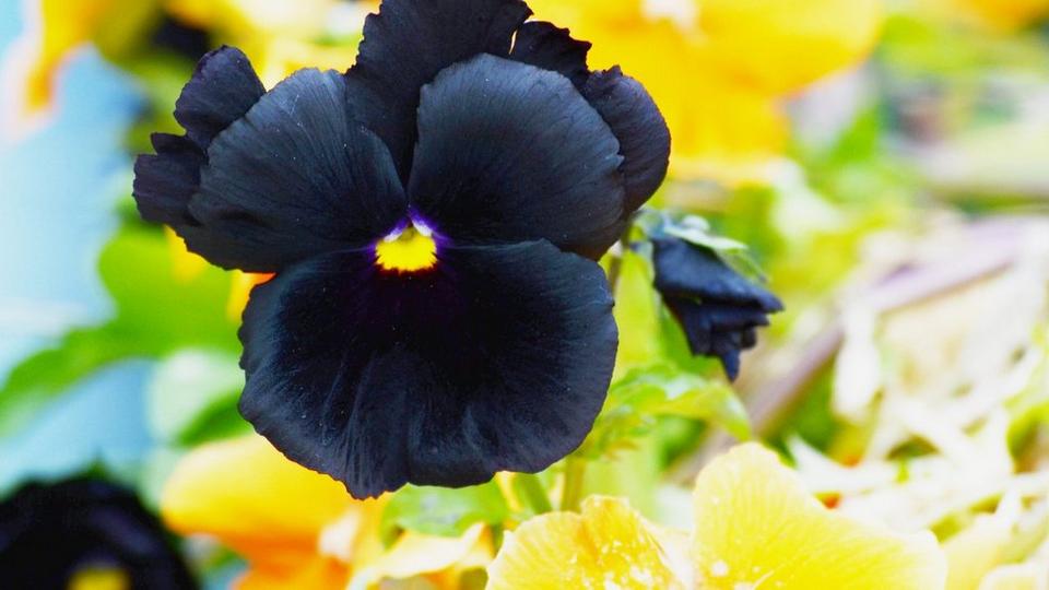 black-pansies-interflora