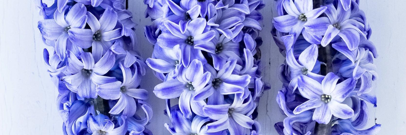 blue hyacinths