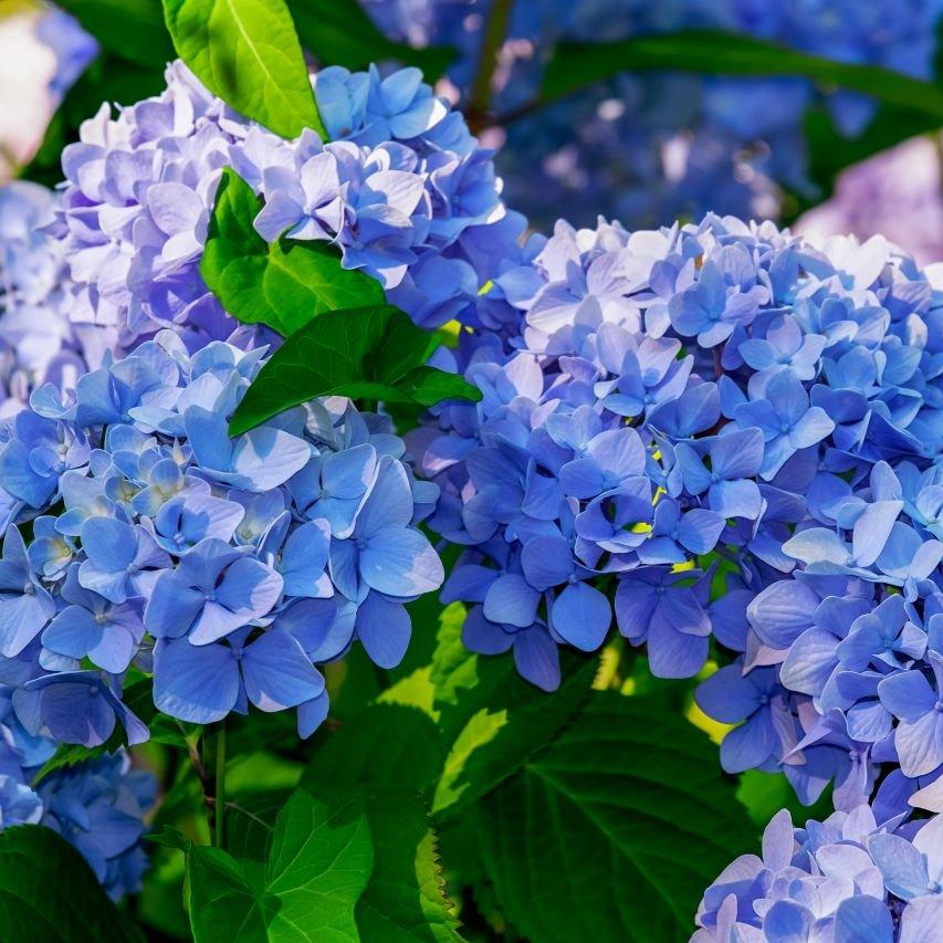 Blue Hydrangea Flowers