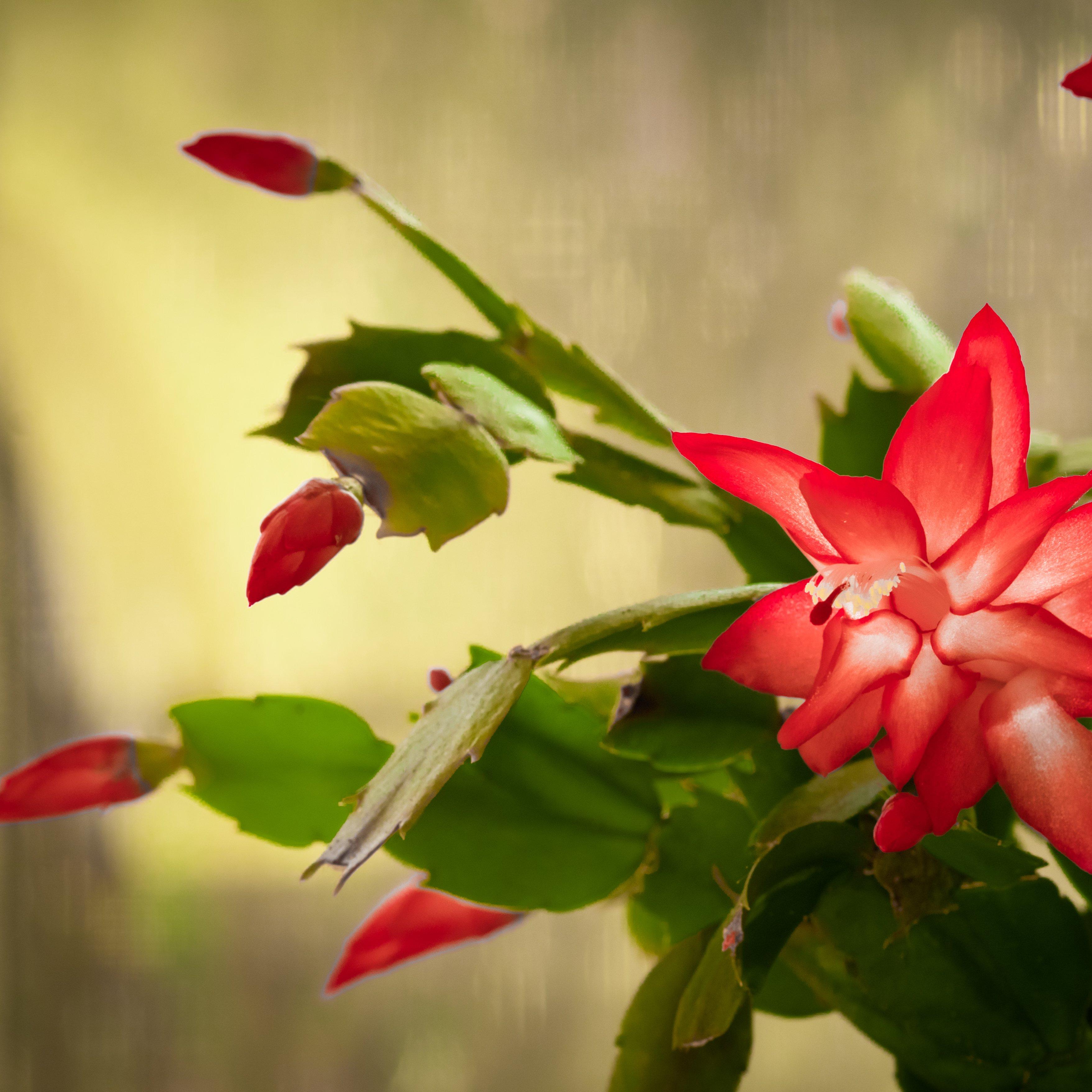 Bright_pink_christmas_cactus_flowers_in_bloom