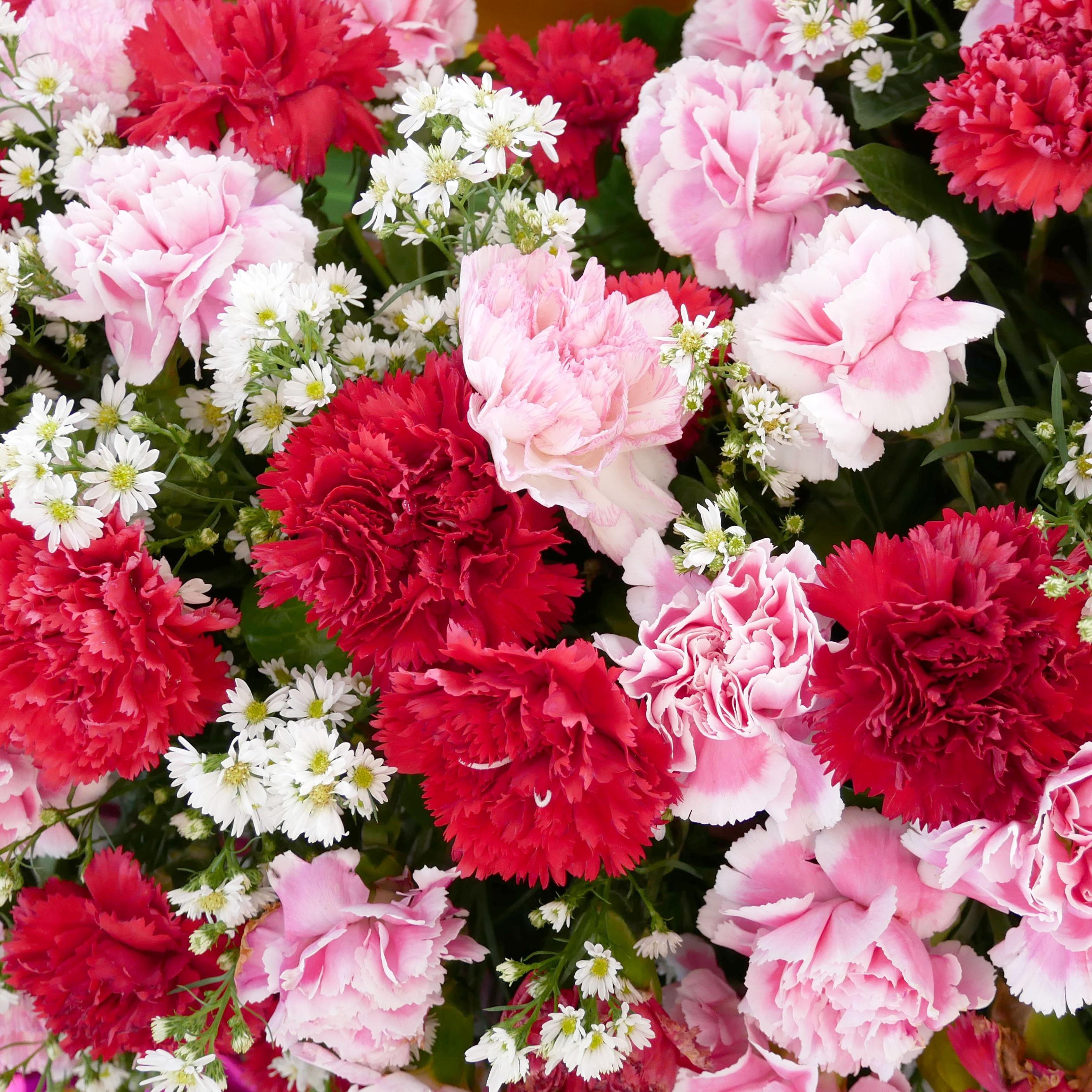 carnation-pink-red-flowers
