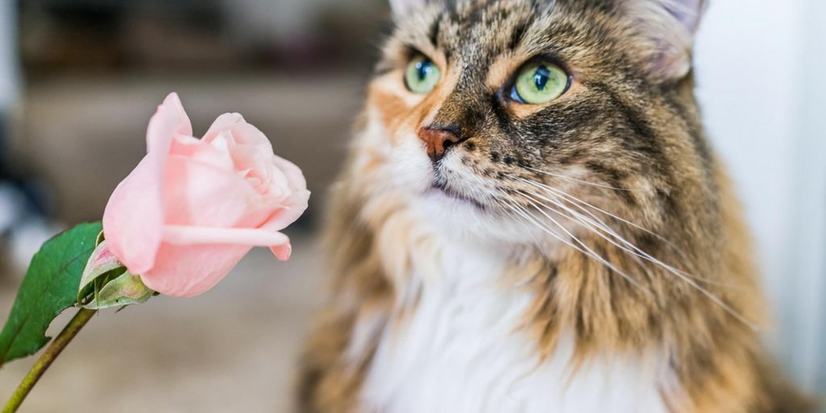 cat-sniffing-rose-pink-flower
