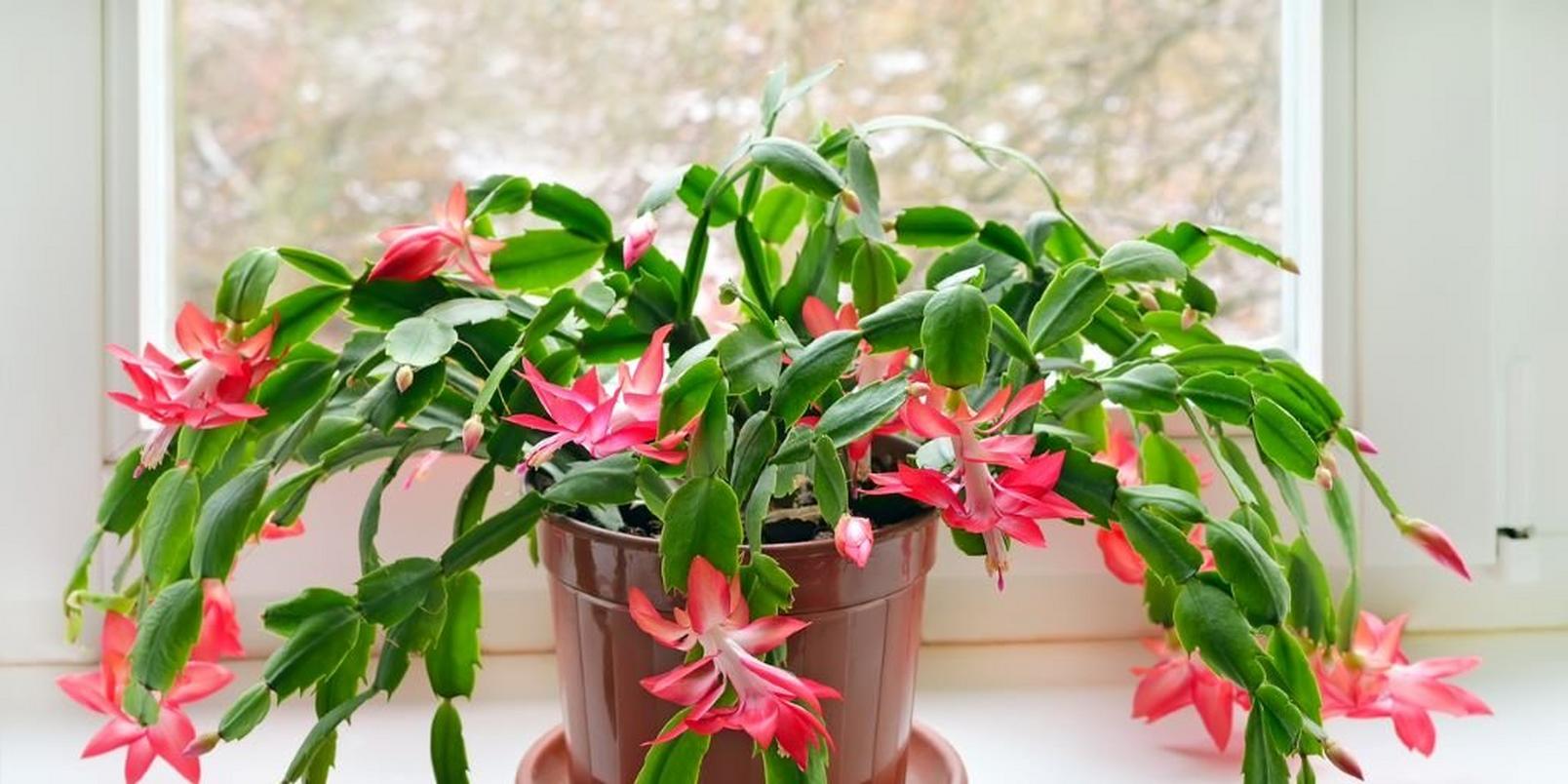 Christmas cactus