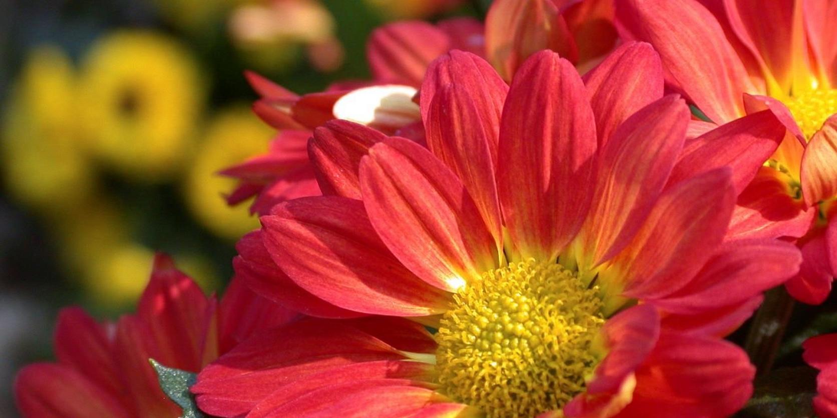 Chrysanthemum-red-flowers