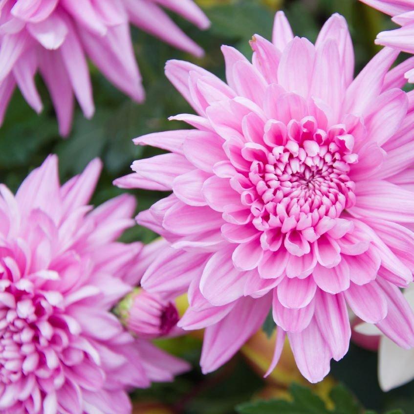 Chrysanthemum1