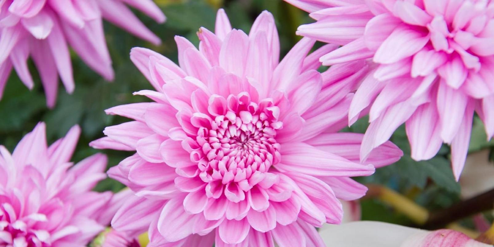 Chrysanthemum1