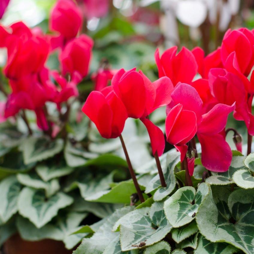 cyclamen-red-winter-plant