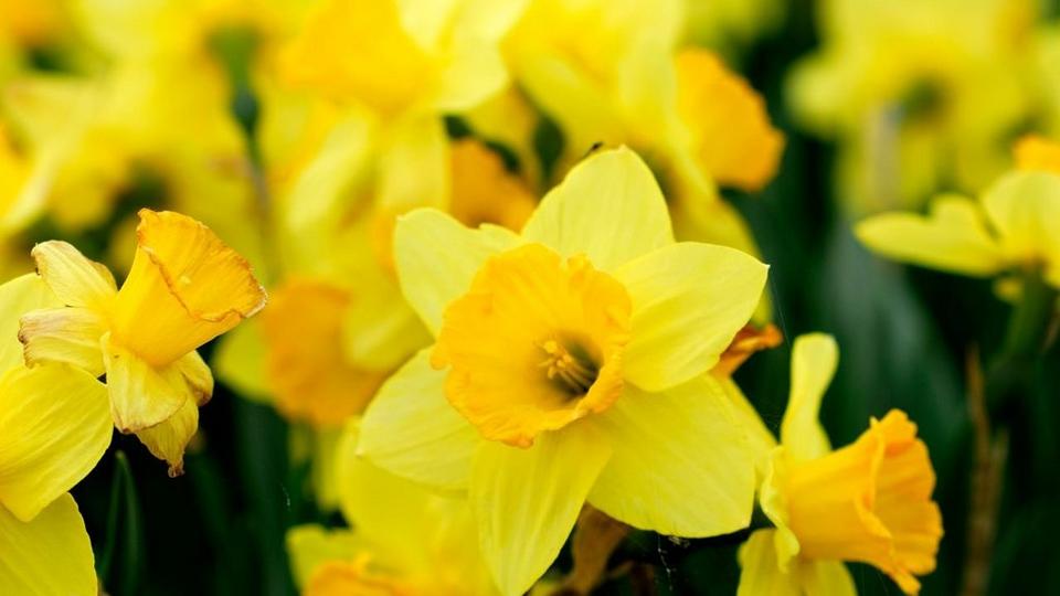 Daffodils-yellow-fresh