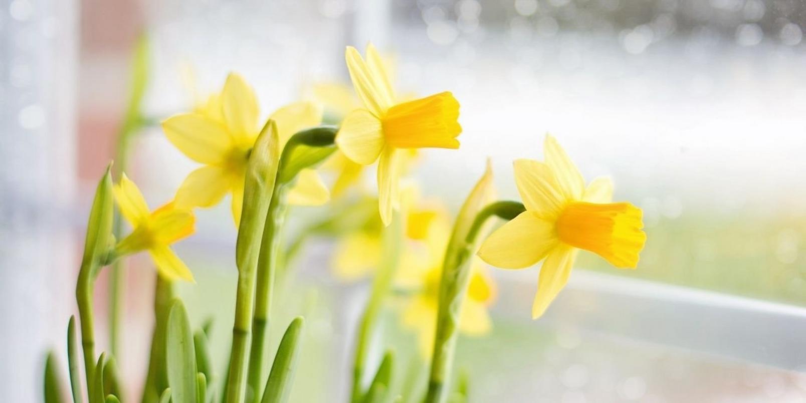 Daffodils2
