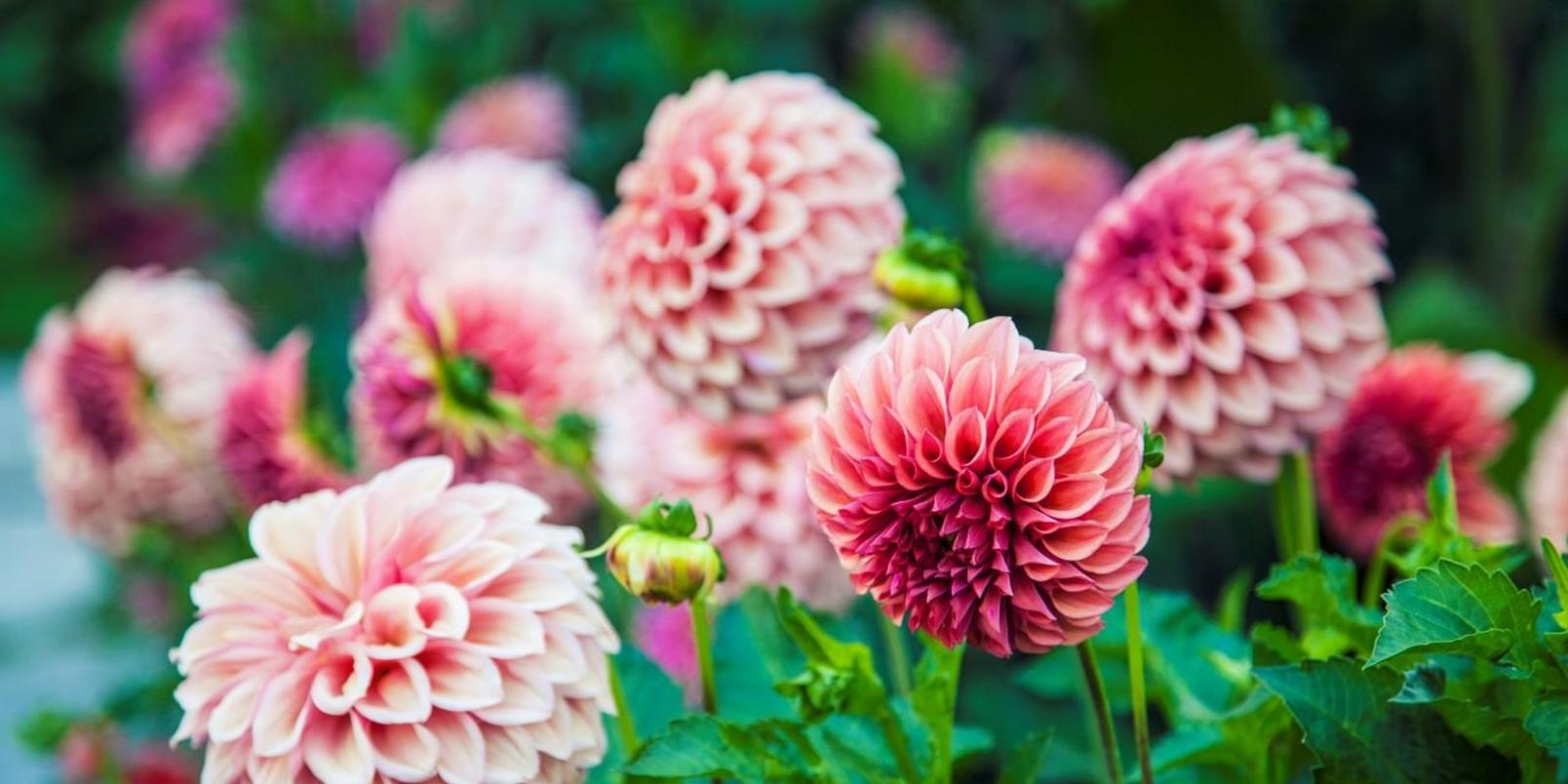dahlia-light-pink-flowers