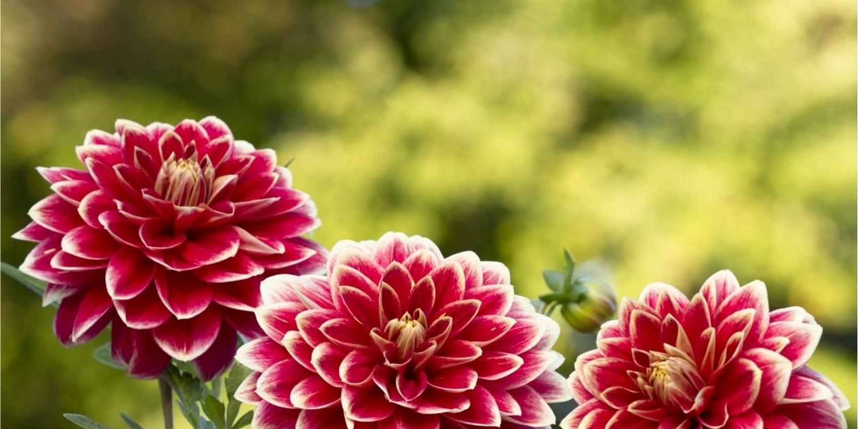 dahlia-purple-white-flowers