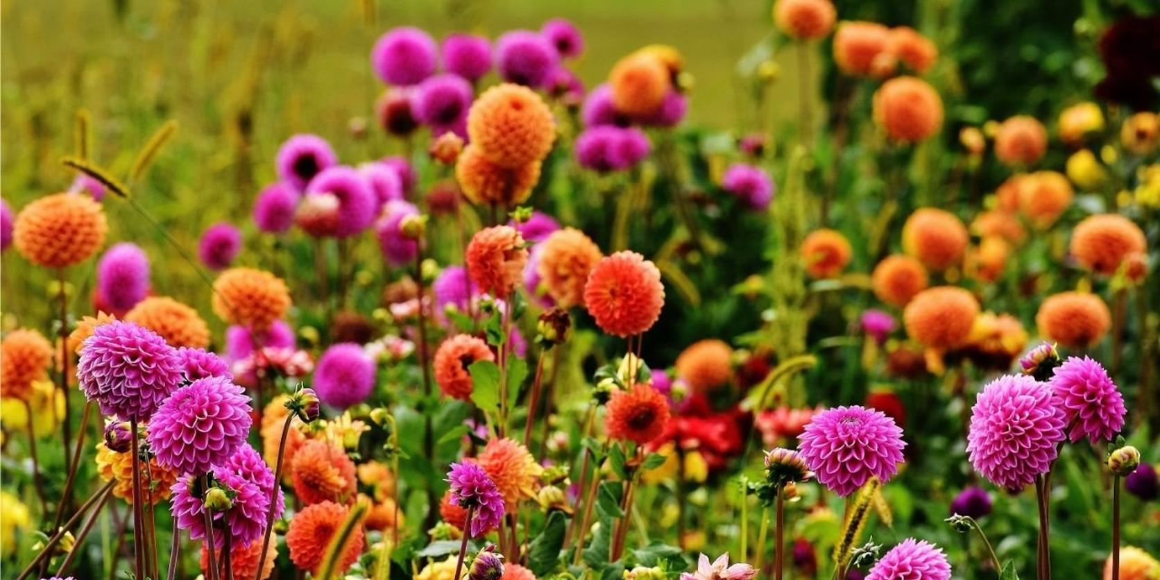 dahlias-pink-orange-yellow-field