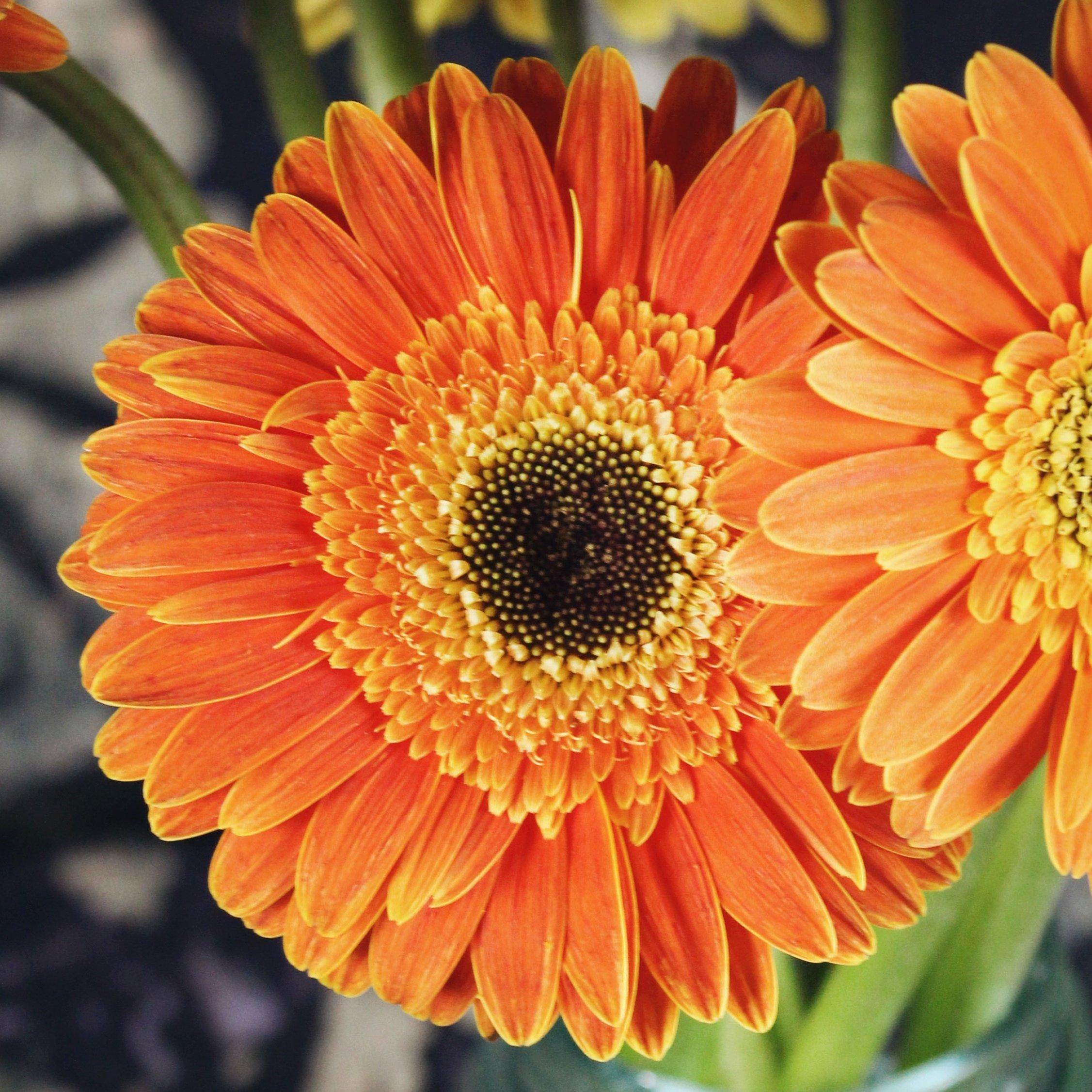 double-gerbera