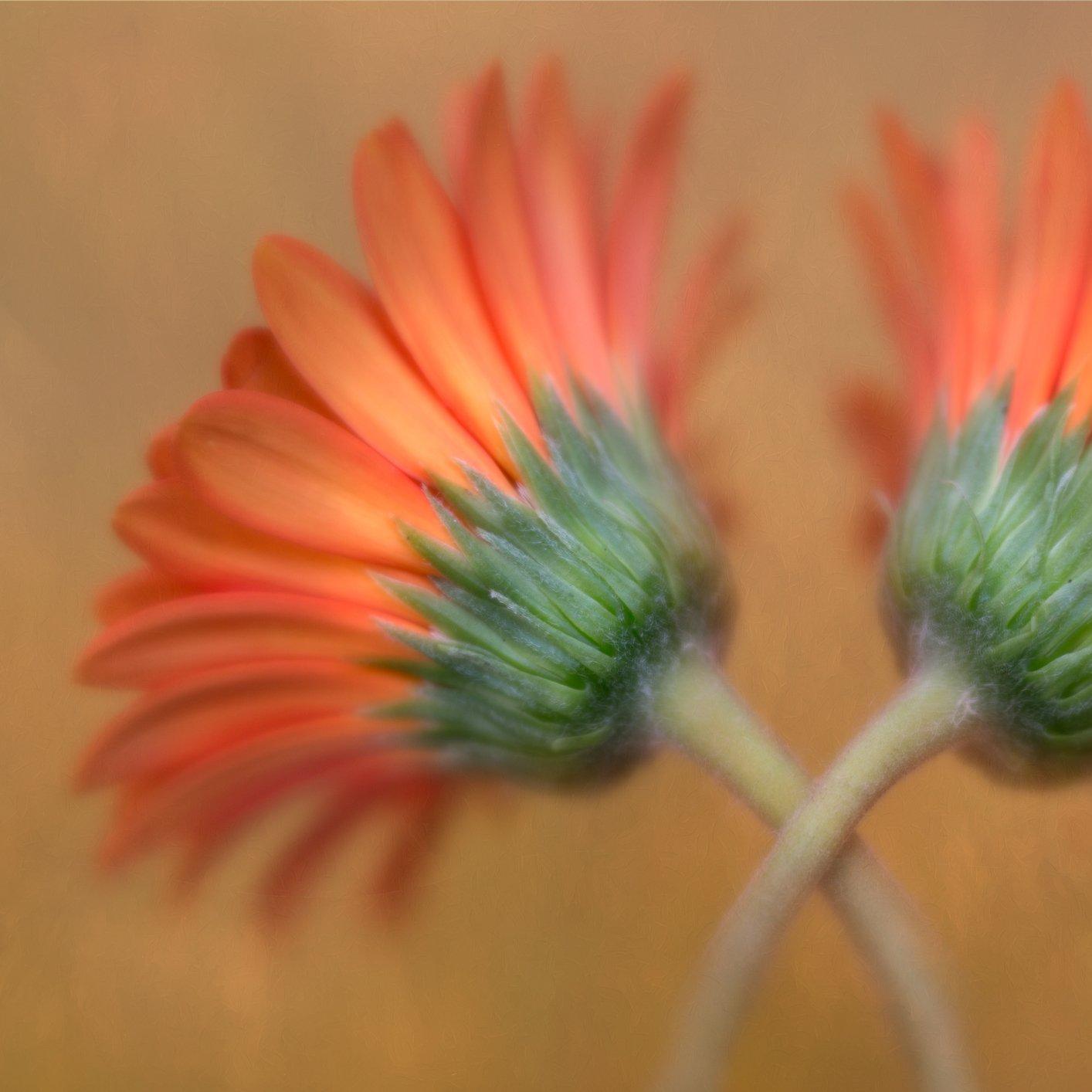 duplex-gerbera-orange-flower