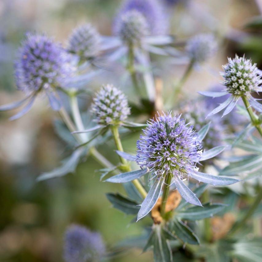 Eryngium-blue-flower