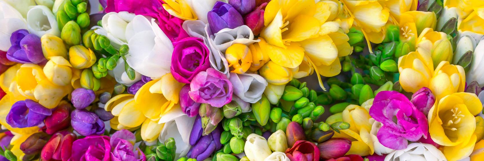 freesia-multicoloured-flowers