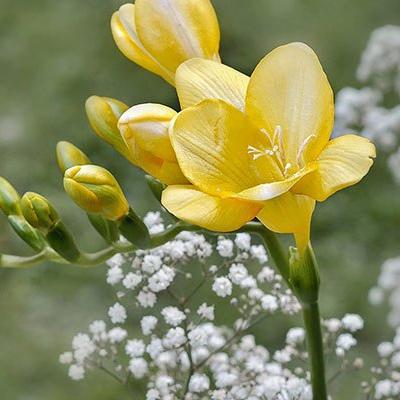 freesia