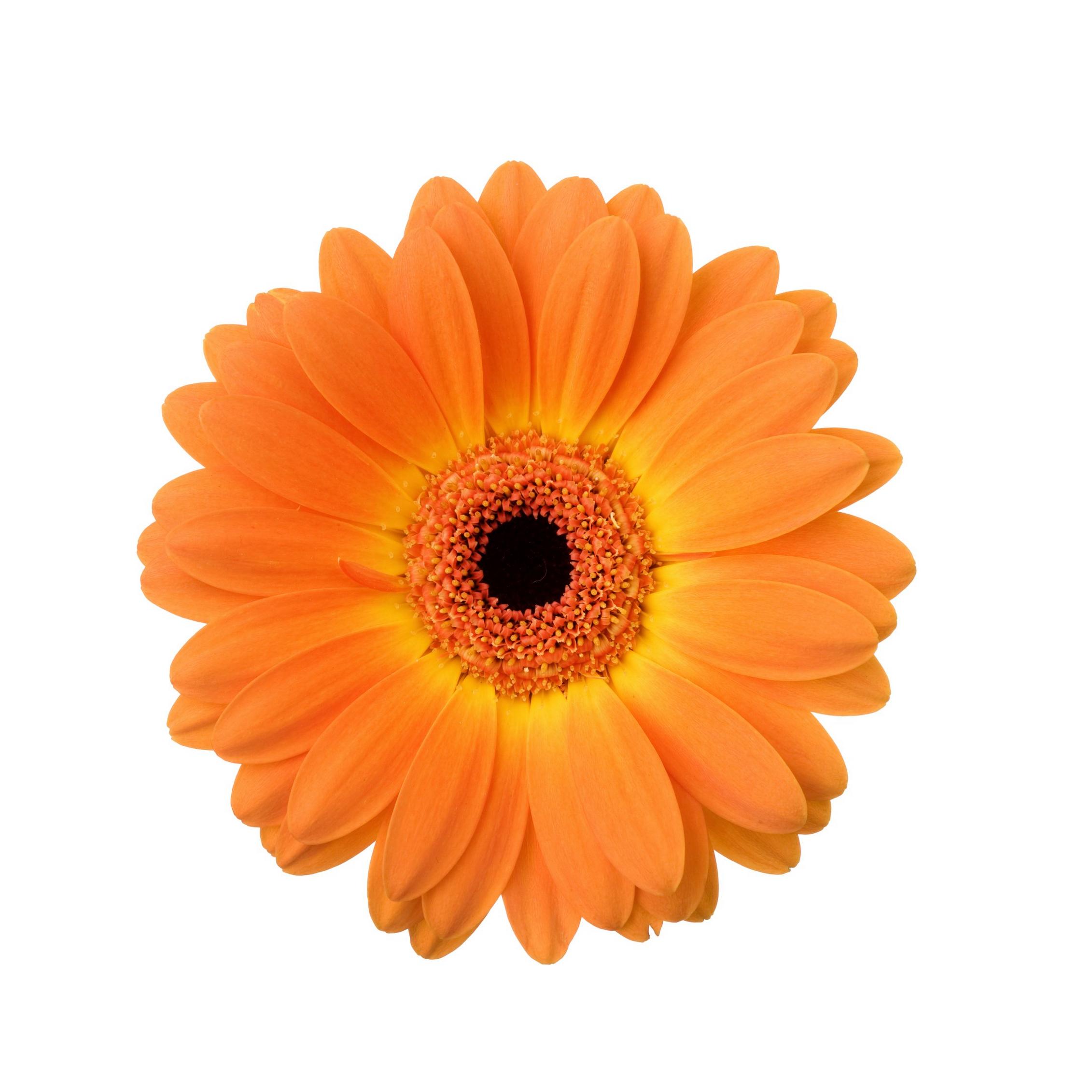 Gerbera-orange-flower