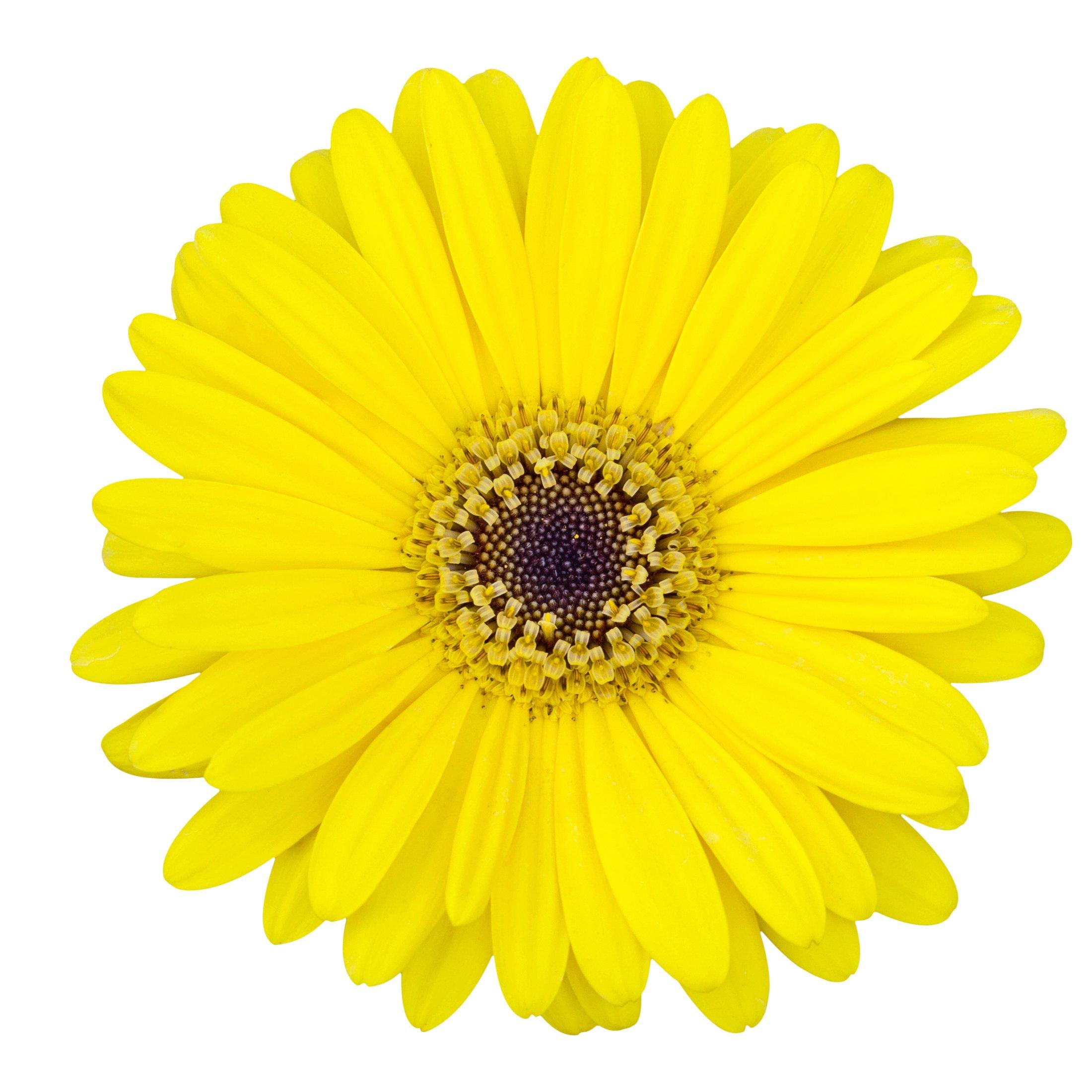 gerbera-yellow-flower