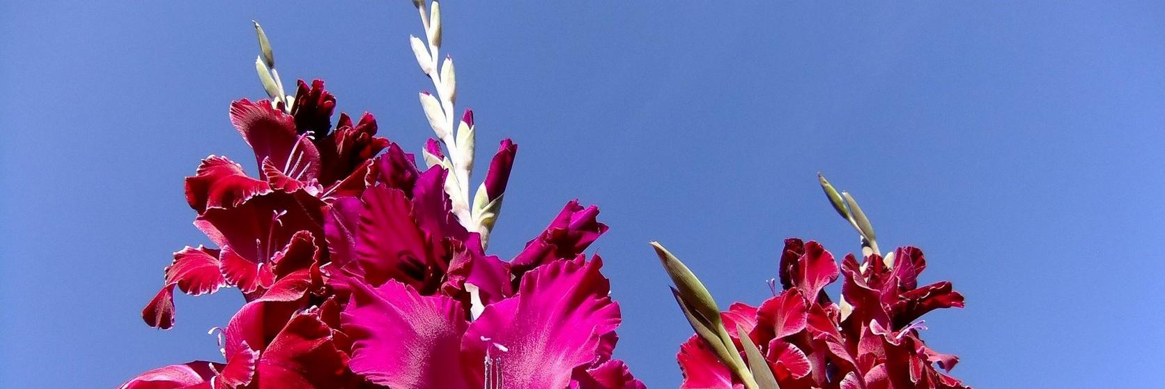 gladioli-pink-flowers