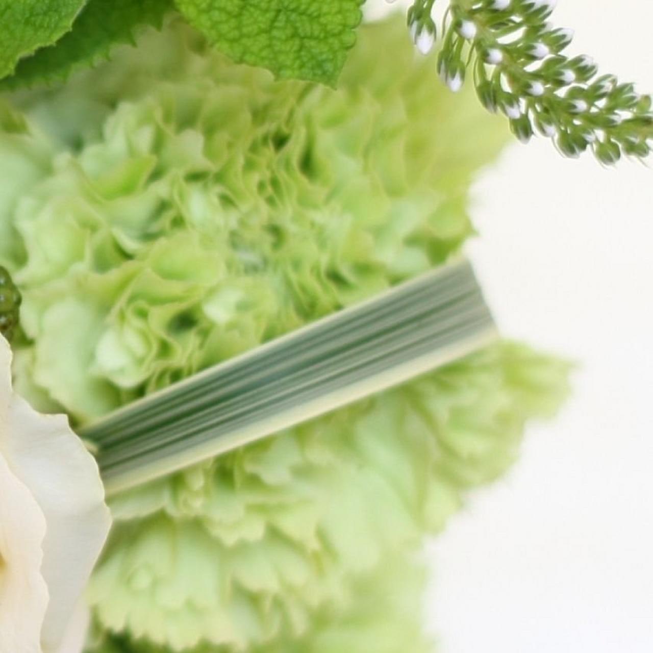 green-carnation-single-flower