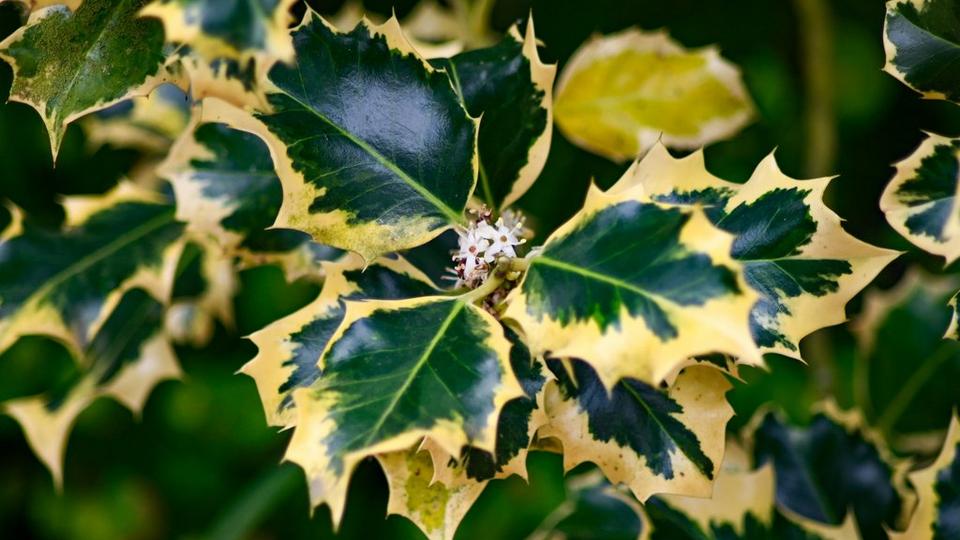 Hedgehog_holly_Ilex_aquifolium_ferox_argentea_with_tiny_white_flowers