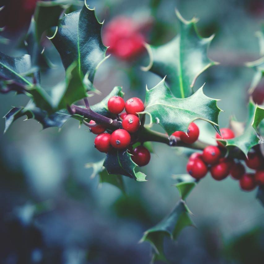 Holly-green-red