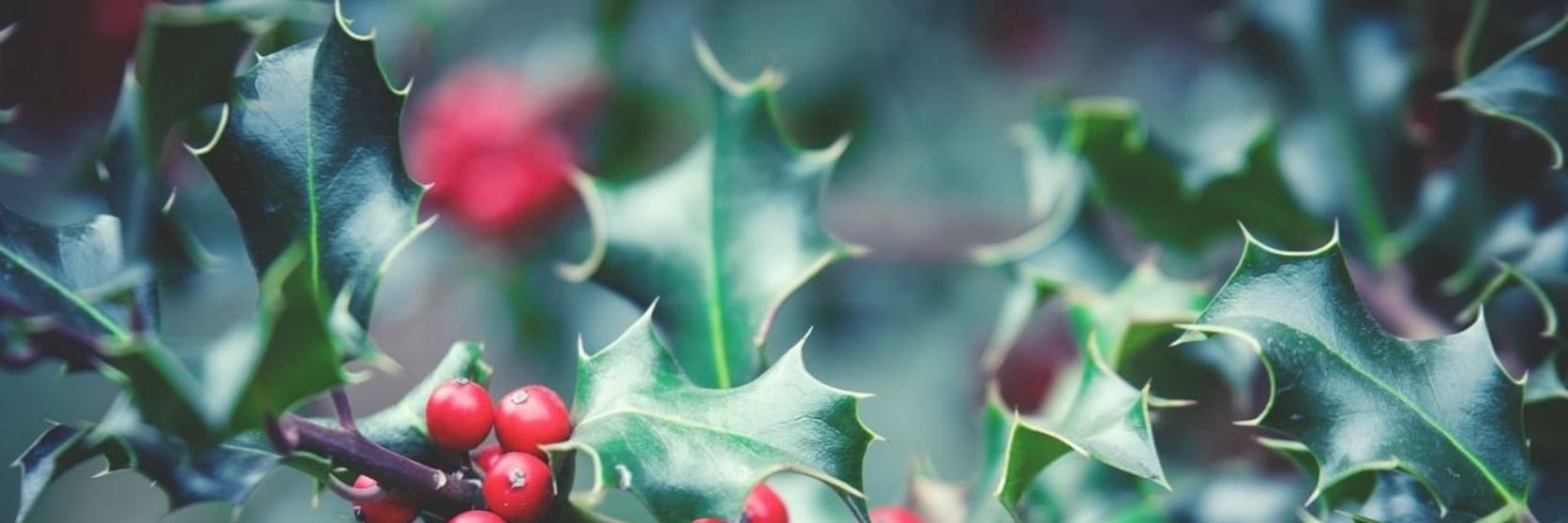 Holly-red-bush