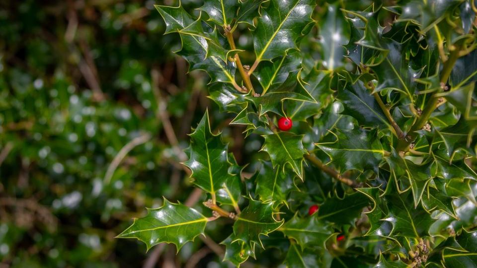 Holly_bush_with_dark_green_leaves