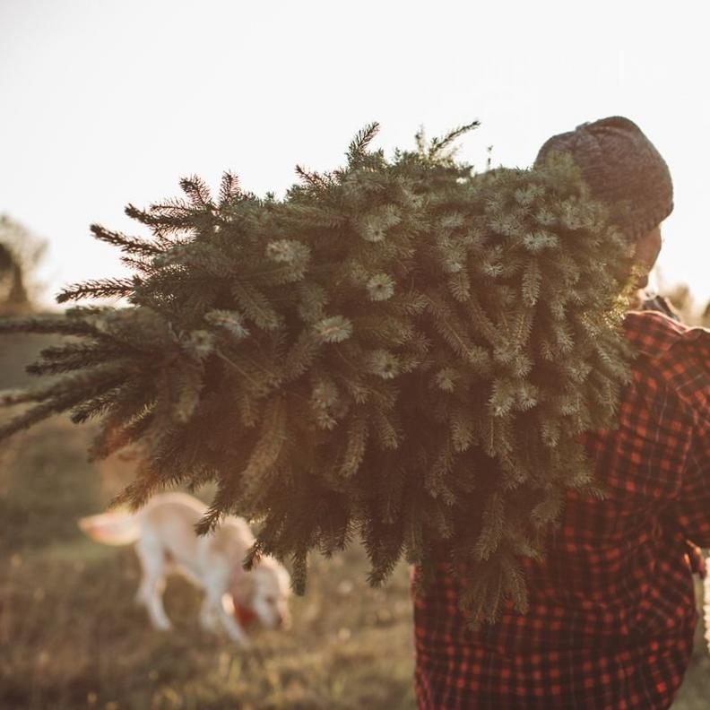 How-to-recycle-christmas-tree-2-1