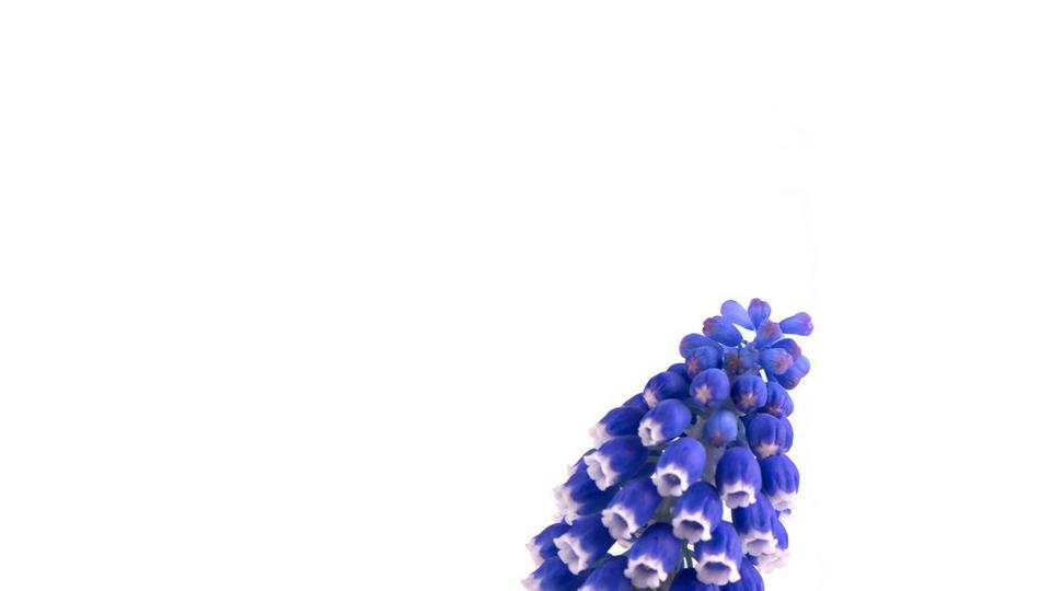 Hyacinth-blue-flower