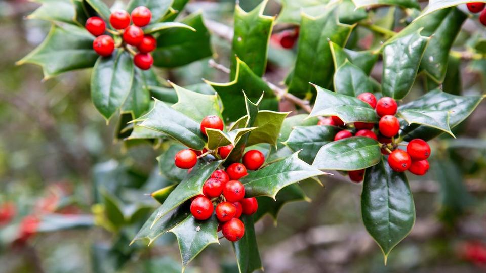 Ilex_aquifolia_green_bush_with_red_berries