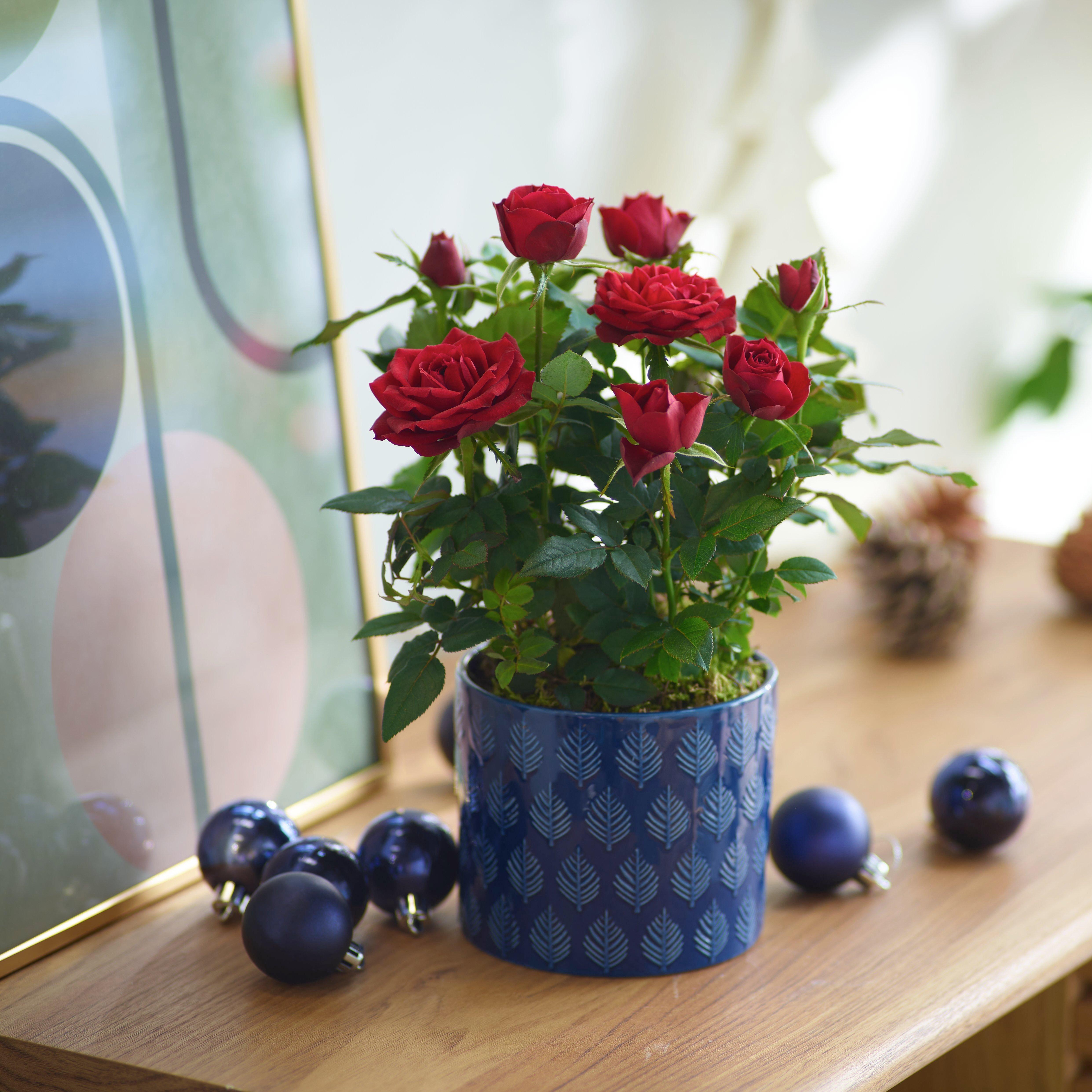 InterFlora220323-X91551RS