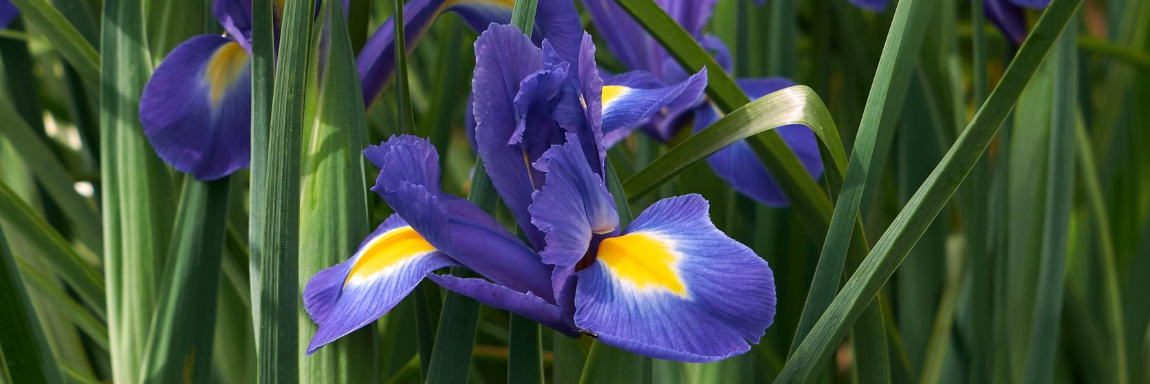 Iris-purple-flower