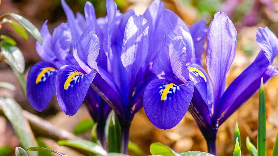 irises-crested-blue-flowers