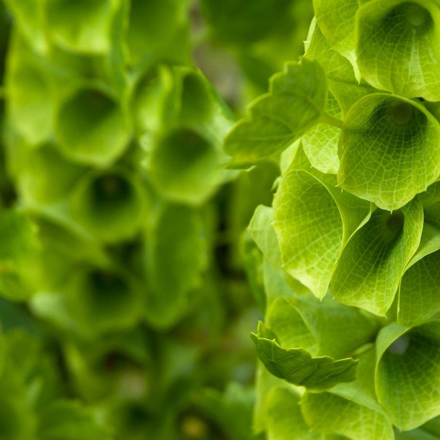 irish-bells-green-flowers