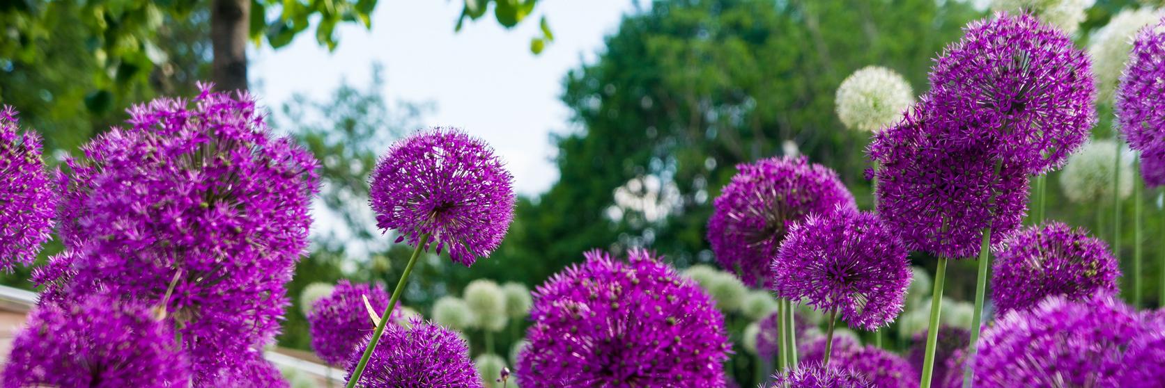 iStock-504457416 (1)