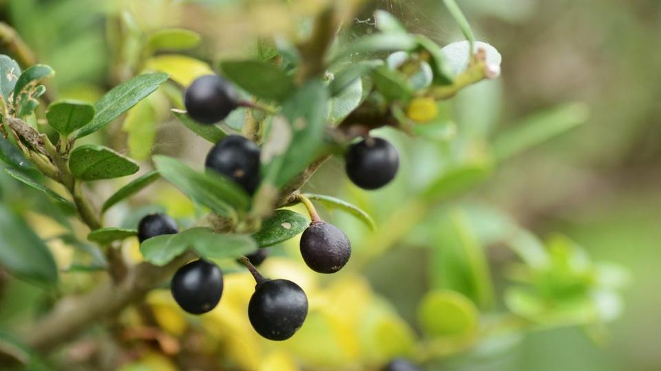 Japanese_holly_berries_Ilex_crenata