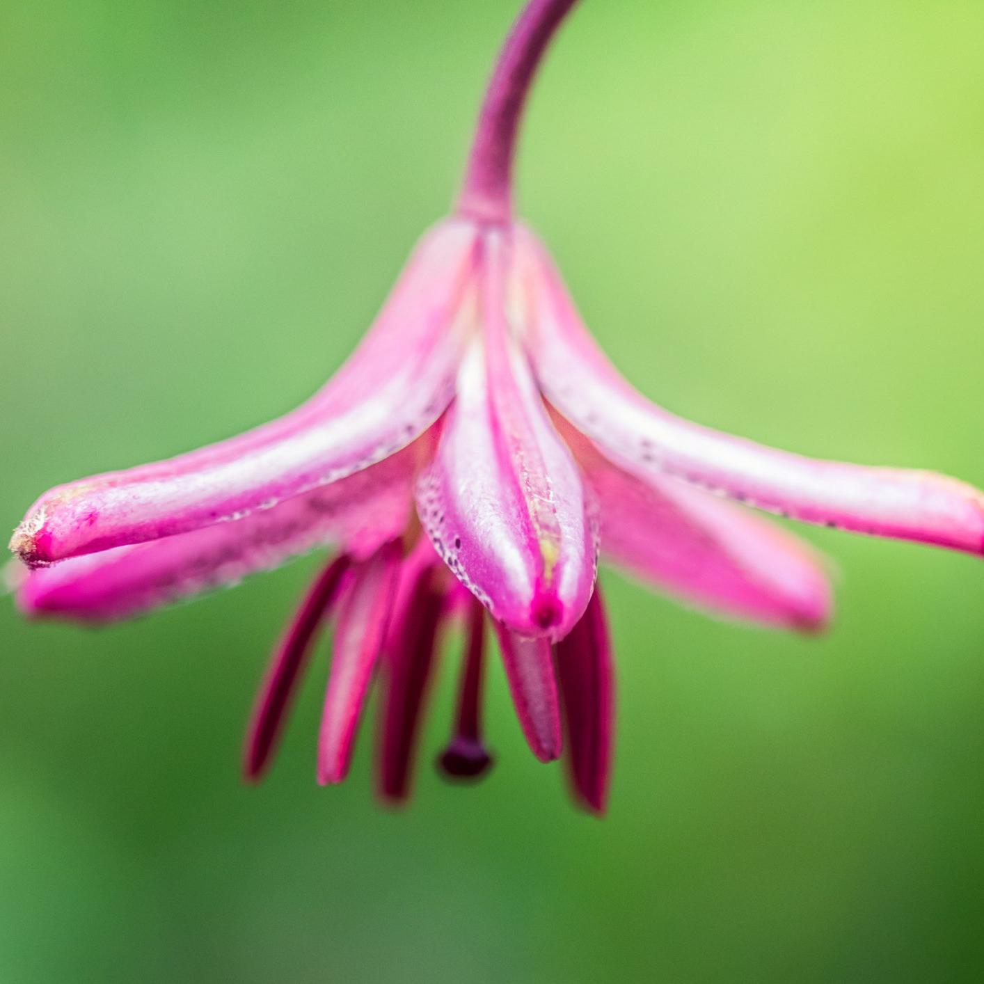 lily-martagon-pink-flower
